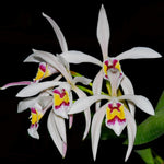 Carica l&#39;immagine nel visualizzatore Galleria, Cattleya iricolor
