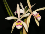 Carica l&#39;immagine nel visualizzatore Galleria, Cattleya iricolor
