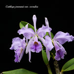 Carica l'immagine nel visualizzatore Galleria, Cattleya jenmanii var. coerulea