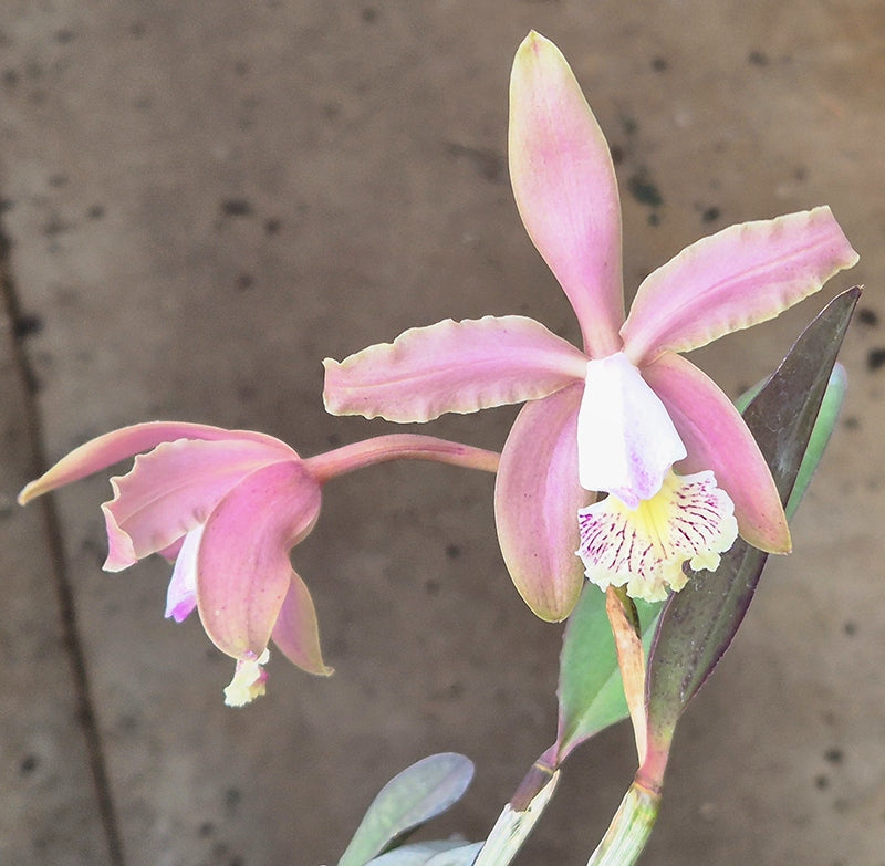 Cattleya schilleriana x kerrii