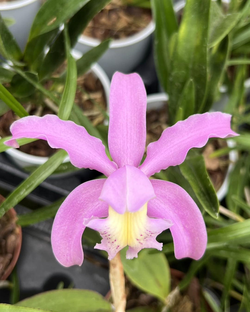 Cattleya schilleriana x kerrii