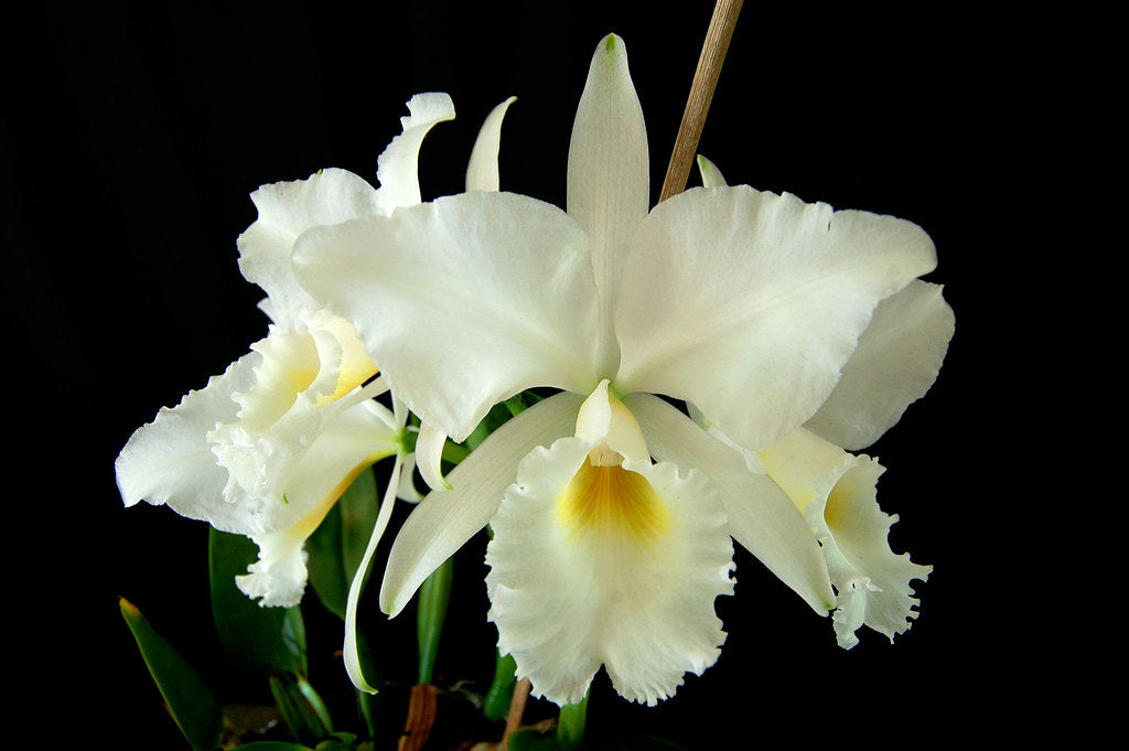 Cattleya labiata var. alba