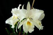 Cattleya labiata var. alba