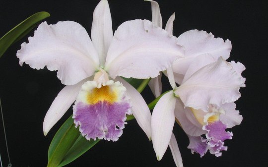 Cattleya labiata (realeza x tipo Bahia) - Br Orquidea