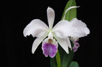 Carica l'immagine nel visualizzatore Galleria, Cattleya labiata var. coerulea