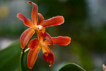 Load image into Gallery viewer, Cattleya leopoldii 'Escuro Negro Pintada' x Laelia milleri 'Strub' SM/DOG