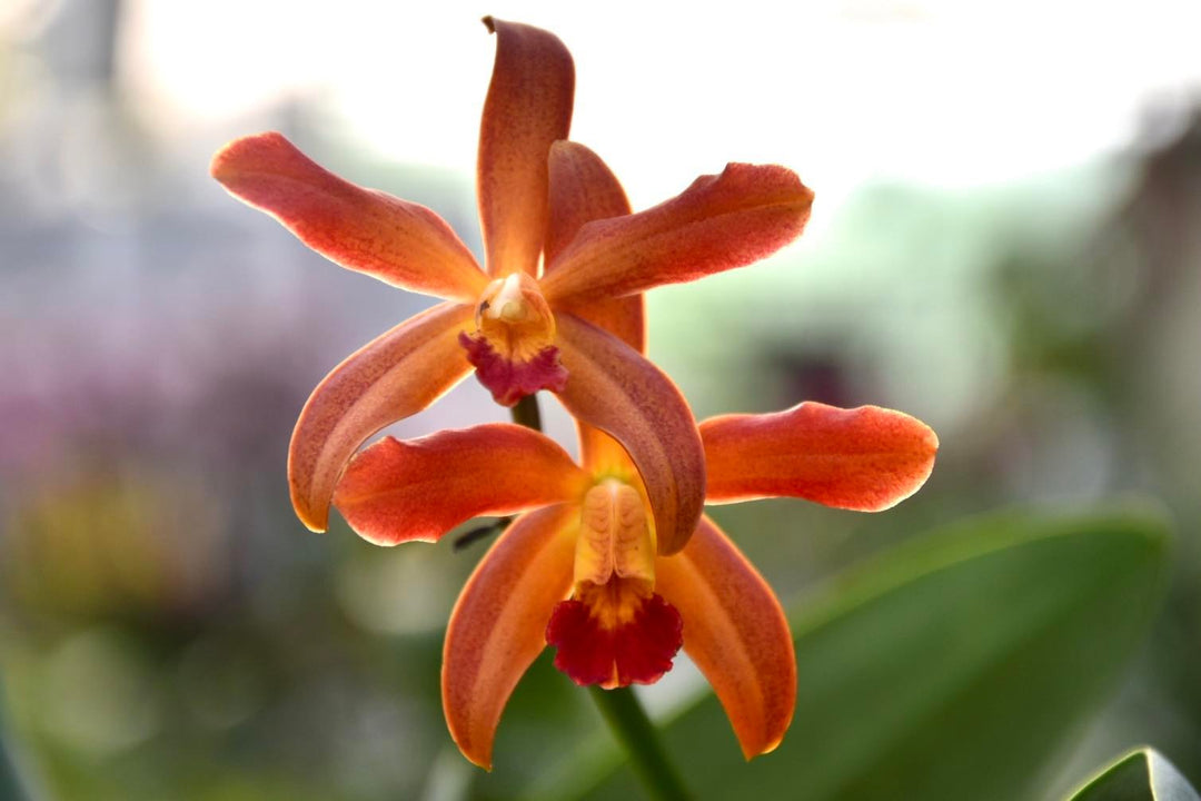 Cattleya leopoldii 'Escuro Negro Pintada' x Laelia milleri 'Strub' SM/DOG