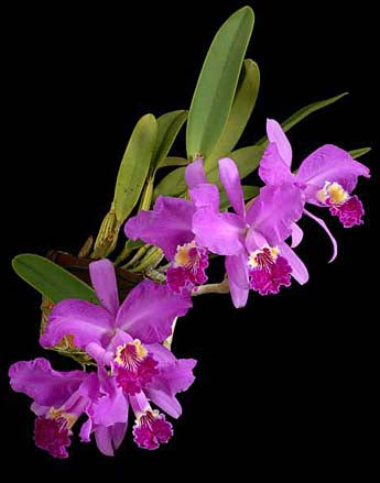 Cattleya lueddemanniana (Blanca x Aguinada)
