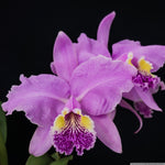 Load image into Gallery viewer, Cattleya lueddemanniana (Blanca x Aguinada)