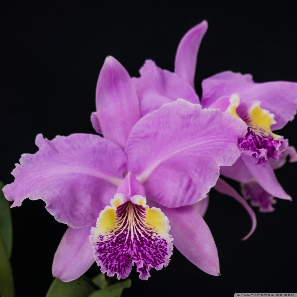 Cattleya lueddemanniana (Blanca x Aguinada)