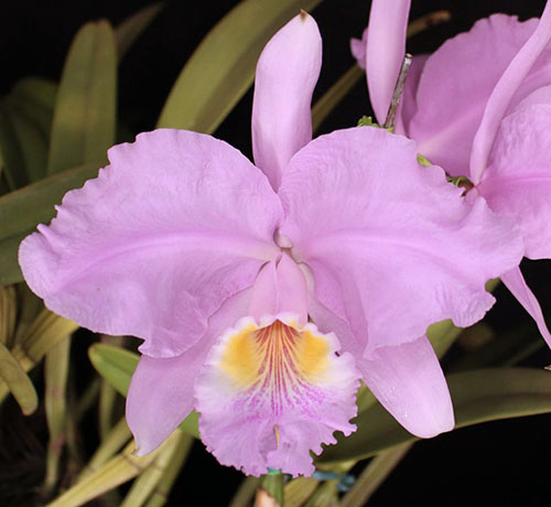 Cattleya lueddemanniana f. concolor 'Boss x Boss#2'