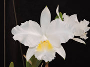 Cattleya lueddemanniana f. sunrise