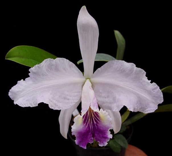 Cattleya lueddemanniana var. coerulea