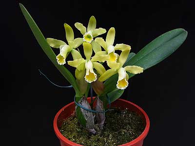 Cattleya luteola
