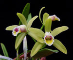 Load image into Gallery viewer, Cattleya luteola