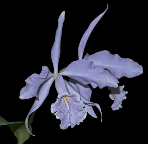 Cattleya maxima var. coerulea