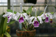 Cattleya maxima f. semialba