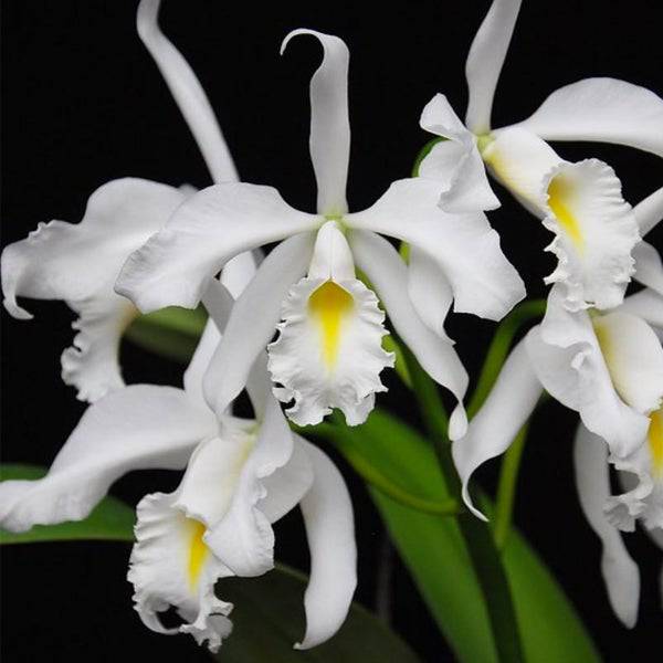 Cattleya maxima var. alba