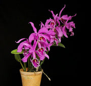 Cattleya maxima 'vittorino' compact
