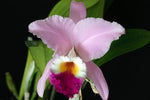 Carica l'immagine nel visualizzatore Galleria, Cattleya mendelii pink