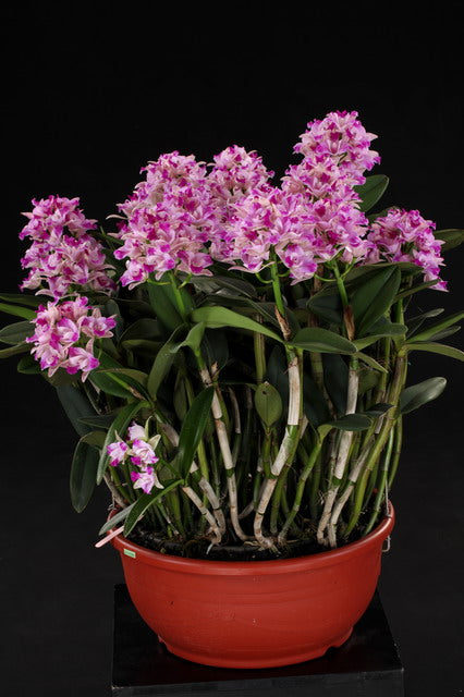 Cattleya Monte Elegante 'New Port' (C. Penny Kuroda x C. Interglossa)