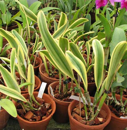 Cattleya Moscombe (variegated)