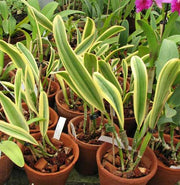 Cattleya Moscombe (variegated)