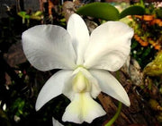 Cattleya nobilior f. alba
