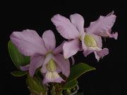 Cattleya nobilior var. coerulea