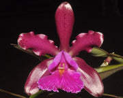 Cattleya pantherina 'Red'