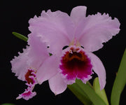 Cattleya percivaliana
