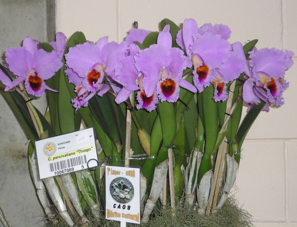 Cattleya percivaliana 'Thiago' (meristem) - Br Orquidea