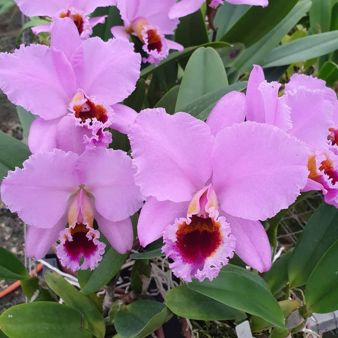Cattleya percivaliana 'Thiago' (meristem) - Br Orquidea
