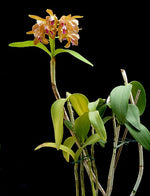 Load image into Gallery viewer, Cattleya porphyroglossa