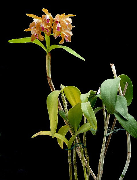 Cattleya porphyroglossa