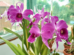 Load image into Gallery viewer, Cattleya purpurata f. rubra x f. sanguinea