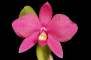 Cattleya Rubin x S. wittigiana