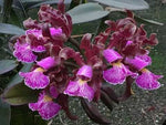 Carica l&#39;immagine nel visualizzatore Galleria, Cattleya schilleriana (nega &#39;Do Nego&#39; x rubra &#39;Araça&#39;) - Br Orquidea
