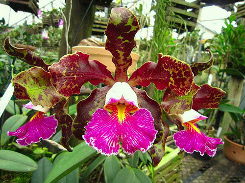 Cattleya schilleriana (Sta. Maria x Guarapari) x (Xodo do Patrao x Guarapari) - Br Orquidea