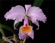 Cattleya schroederae