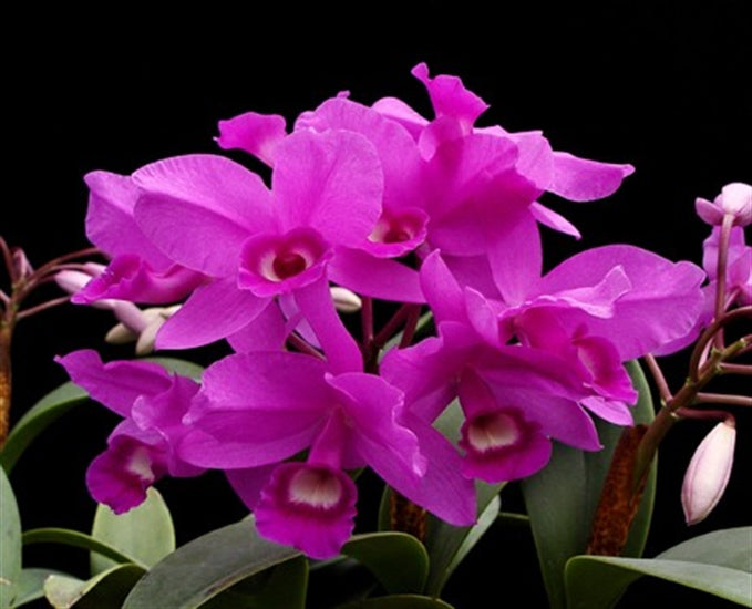 Cattleya skinneri