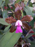 Load image into Gallery viewer, Cattleya tigrina &quot;Escura&quot; x Landate
