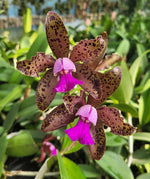 Load image into Gallery viewer, Cattleya tigrina &quot;Escura&quot; x Landate
