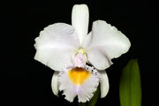 Cattleya trianaei f. albescens