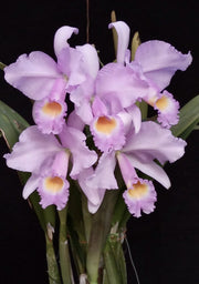 Cattleya trianaei f. concolor 'Orion'