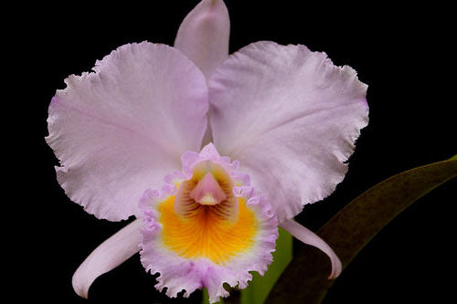 Cattleya trianaei f. concolor 'Orion'