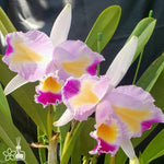 Carica l&#39;immagine nel visualizzatore Galleria, Cattleya trianaei fma. trilabelo &#39;Lia&#39; SBM/JOGA
