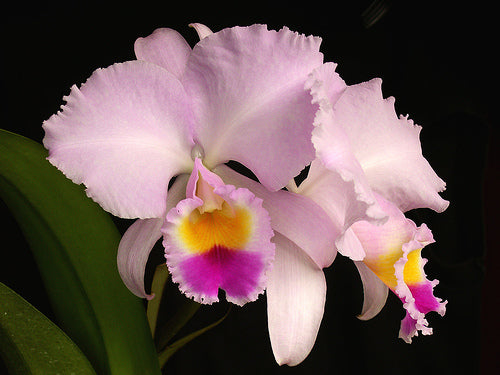Cattleya trianae
