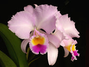 Cattleya trianae