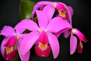 Cattleya violacea 